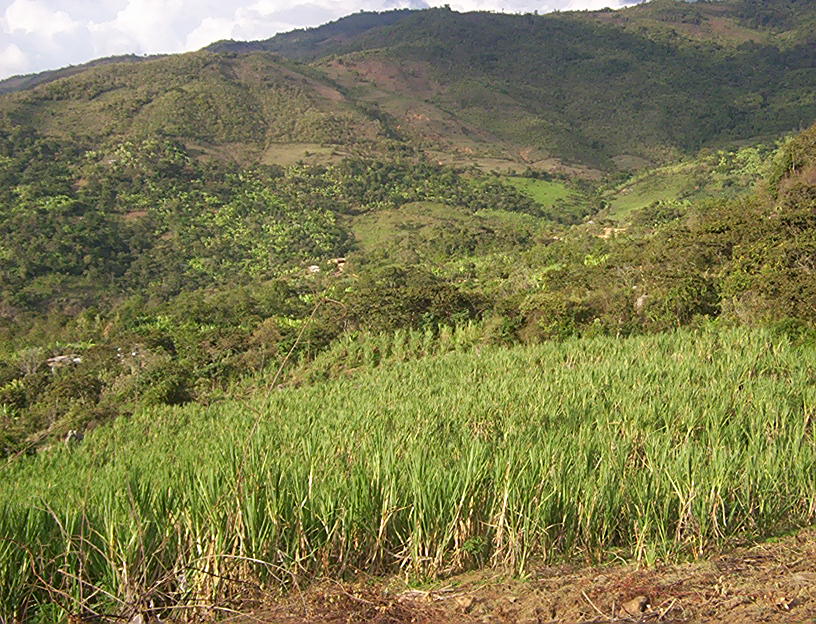 Sugarcane Cultivation