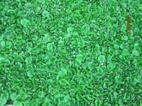 /album/viveros-de-cafe/a1-jpg/