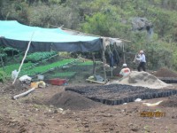 /album/viveros-de-cafe/a2-jpg/