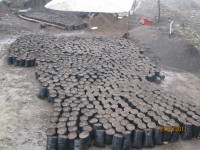 /album/viveros-de-cafe/a4-jpg/