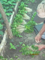 /album/viveros-de-cafe/a5-jpg/