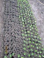 /album/viveros-de-cafe/a6-jpg/