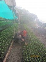 /album/viveros-de-cafe/a7-jpg/