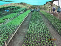 /album/viveros-de-cafe/a8-jpg/