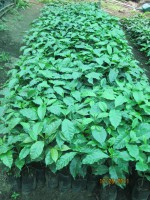 /album/viveros-de-cafe/a9-jpg/