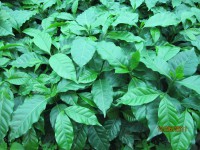 /album/viveros-de-cafe/a10-jpg/